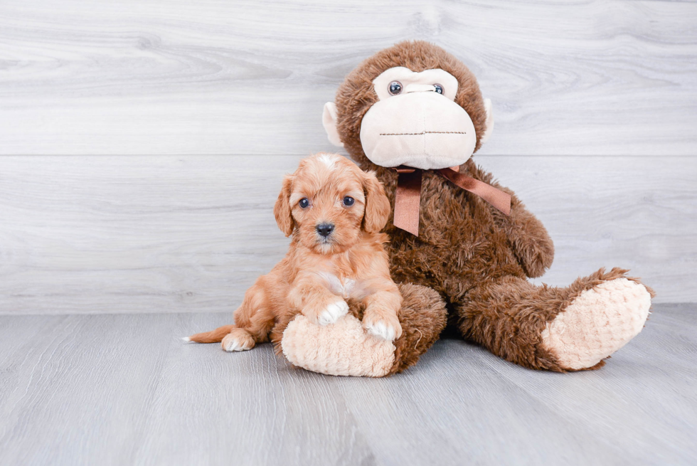 Cavapoo Pup Being Cute