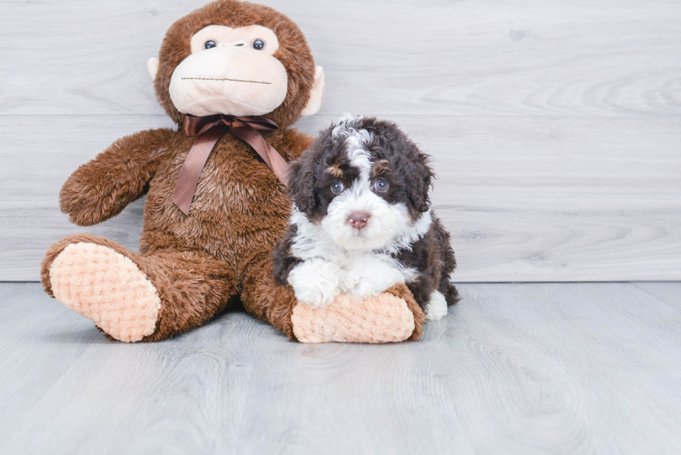 Playful Mini Berniedoodle Poodle Mix Puppy