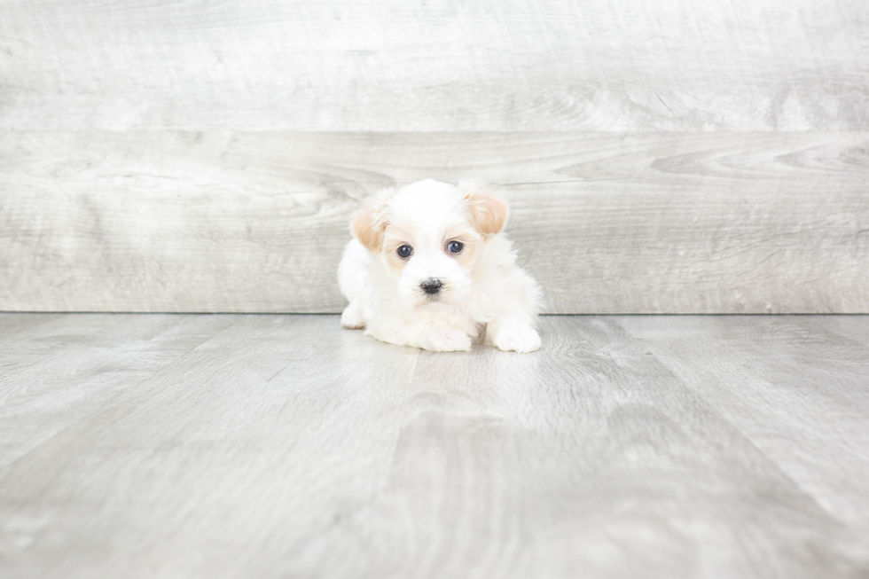 Little Maltepoo Poodle Mix Puppy