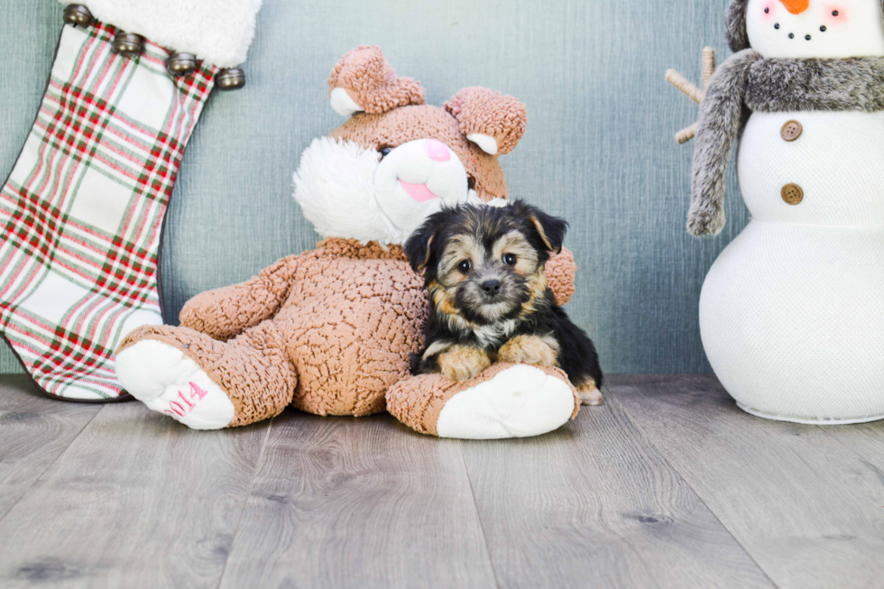 Sweet Morkie Baby