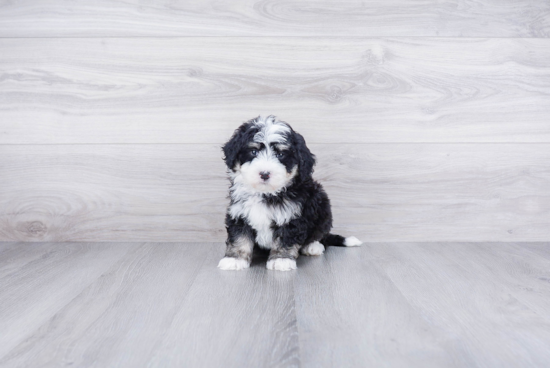 Adorable Bernadoodle Poodle Mix Puppy