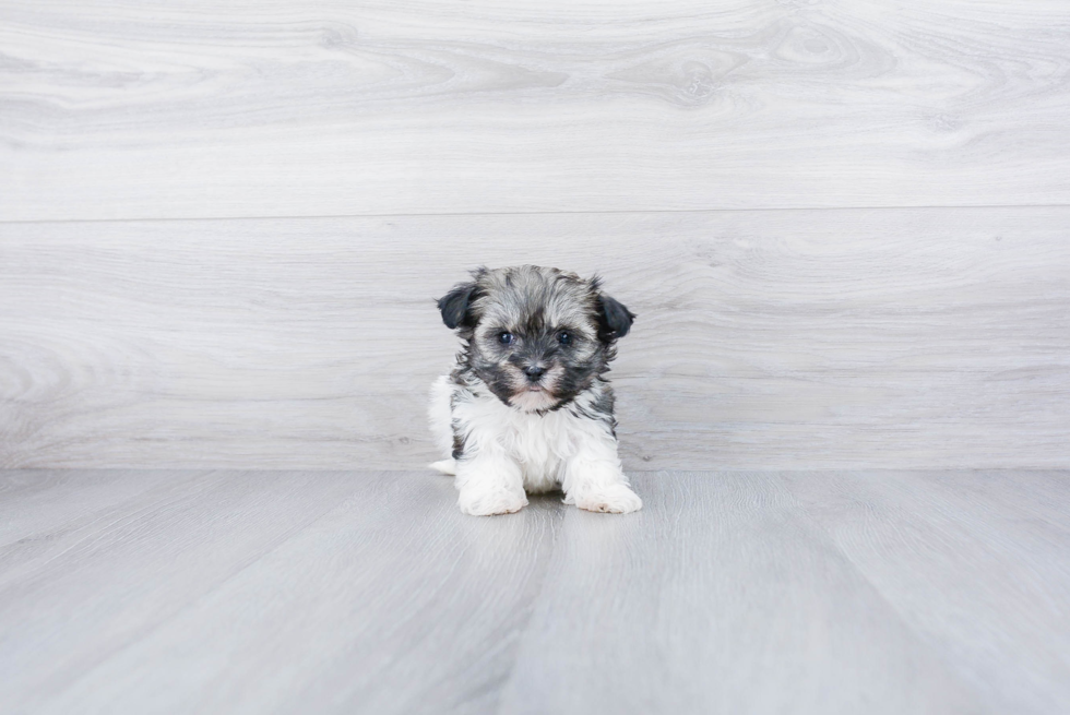 Fluffy Teddy Bear Designer Pup