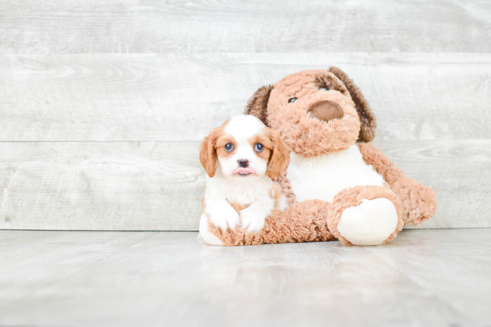 Fluffy Cavalier King Charles Spaniel Purebred Puppy