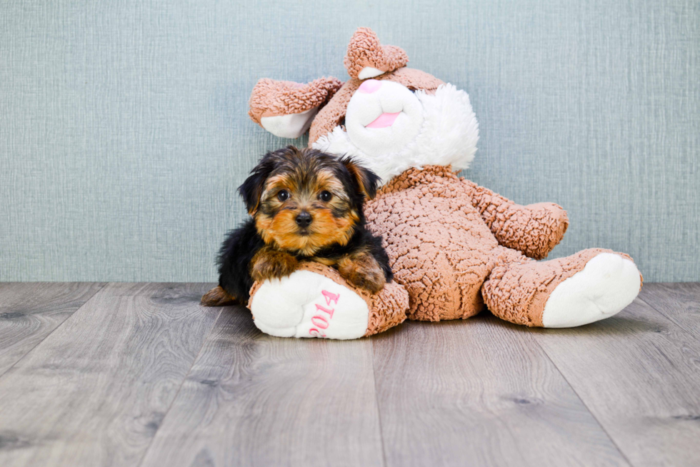 Meet Bronze - our Yorkshire Terrier Puppy Photo 