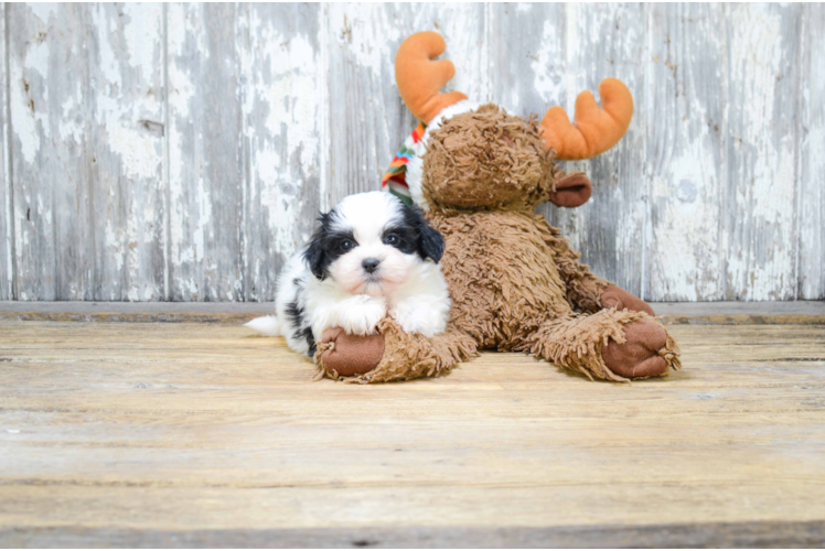 Friendly Teddy Bear Baby