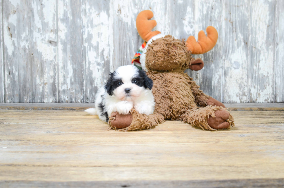 Friendly Teddy Bear Baby