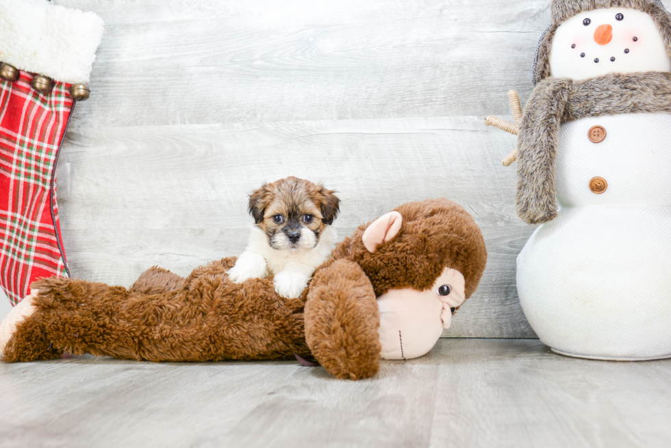 Happy Teddy Bear Baby