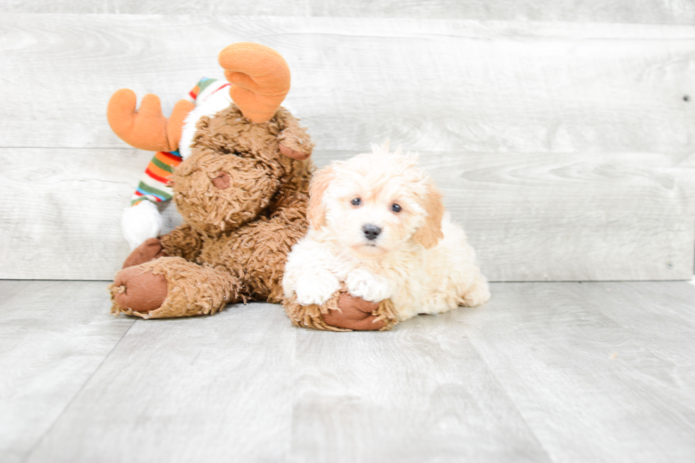 Fluffy Maltipoo Poodle Mix Pup