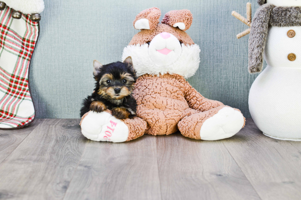 Meet Beckham - our Yorkshire Terrier Puppy Photo 