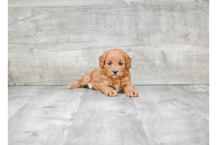 Best Cavapoo Baby