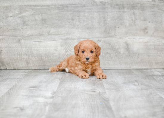 Best Cavapoo Baby