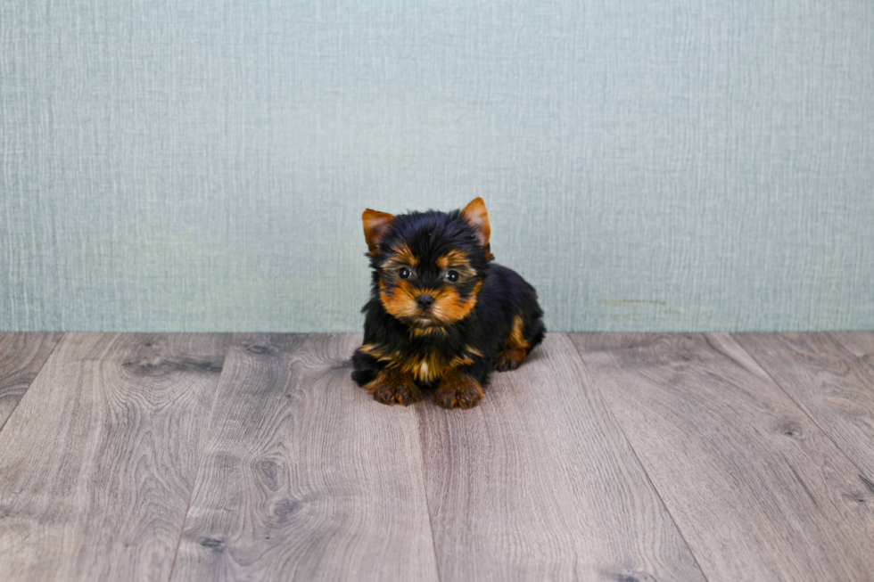 Meet Ronaldo - our Yorkshire Terrier Puppy Photo 