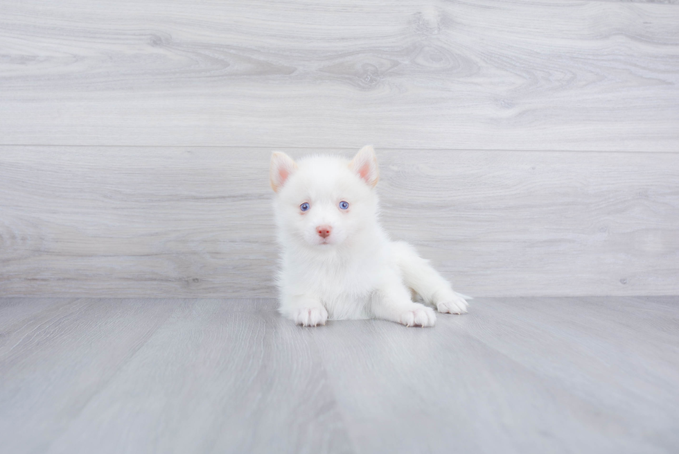 Little Mini Husky Designer Puppy