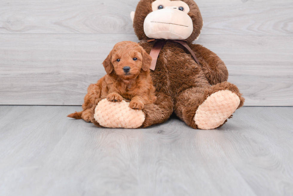 Friendly Mini Goldendoodle Baby