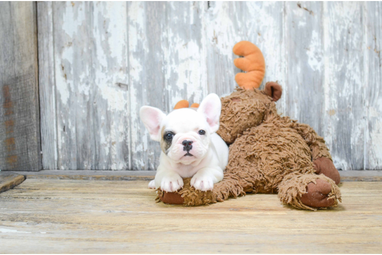 French Bulldog Puppy for Adoption