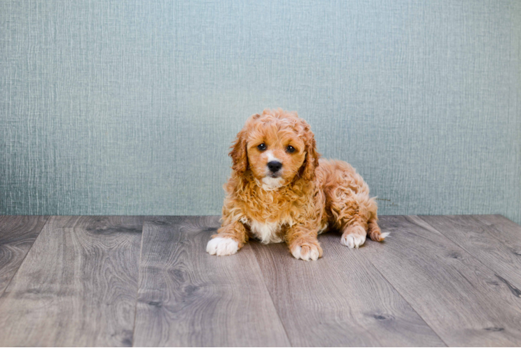 Adorable Cavoodle Poodle Mix Puppy