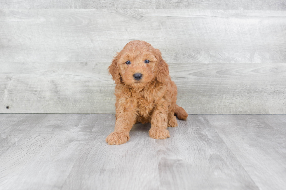 Mini Goldendoodle Pup Being Cute