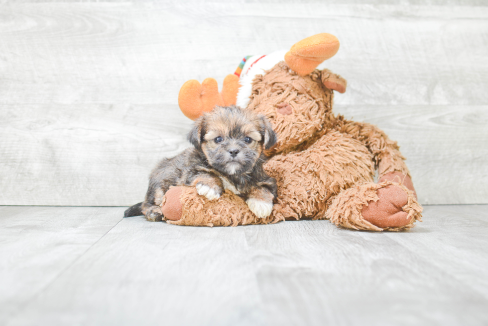 Shorkie Pup Being Cute