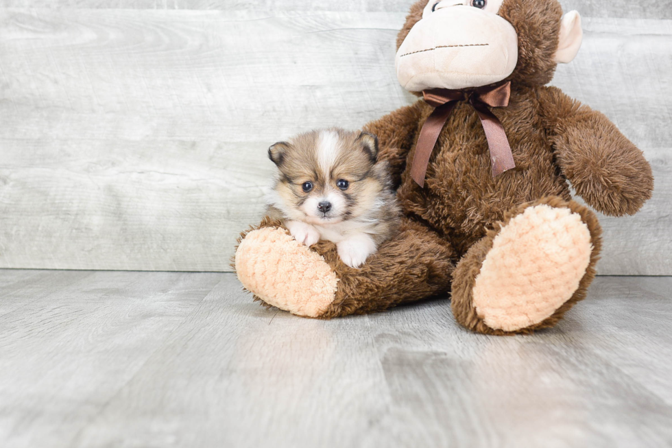 Friendly Pomeranian Purebred Pup