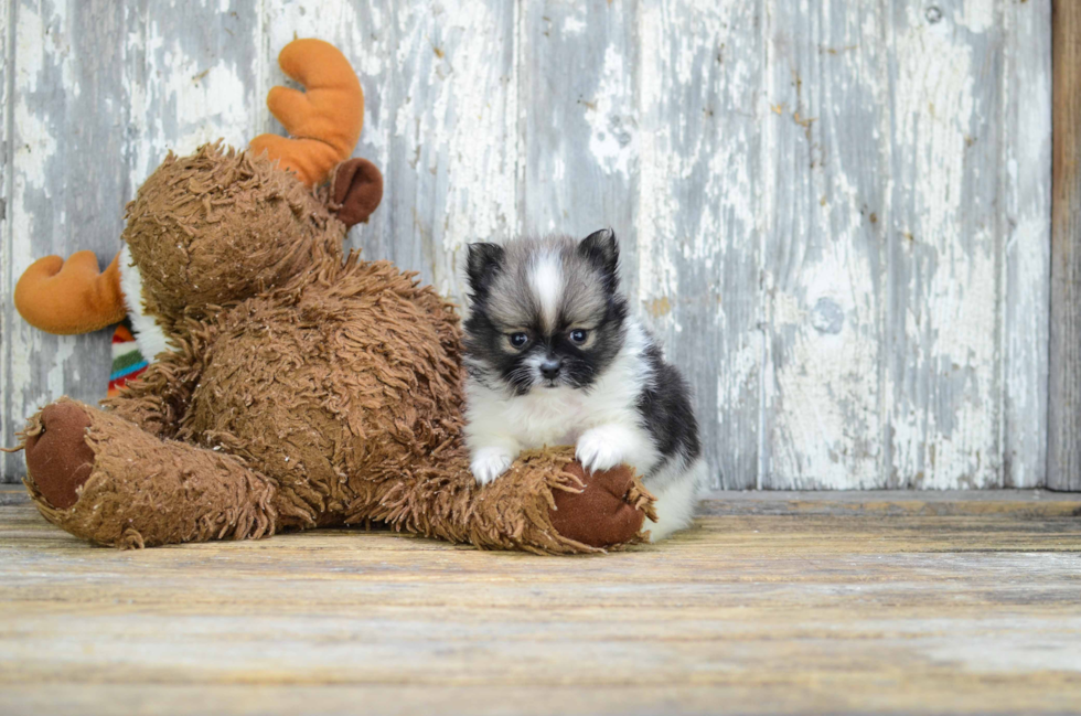 Happy Pomeranian Purebred Puppy