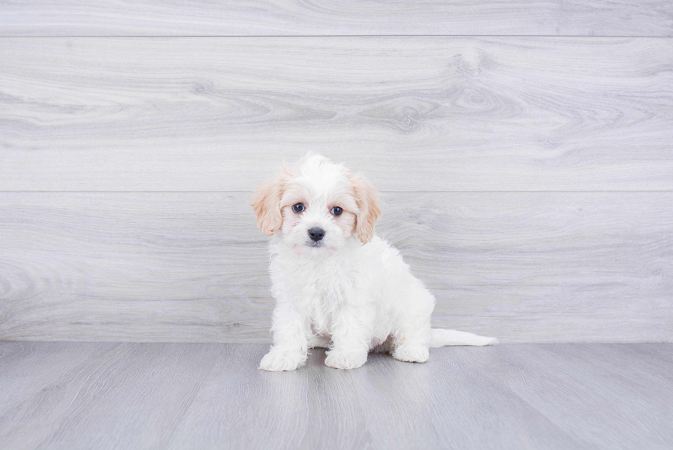Popular Cavachon Designer Pup