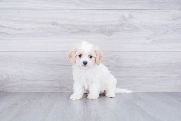 Popular Cavachon Designer Pup