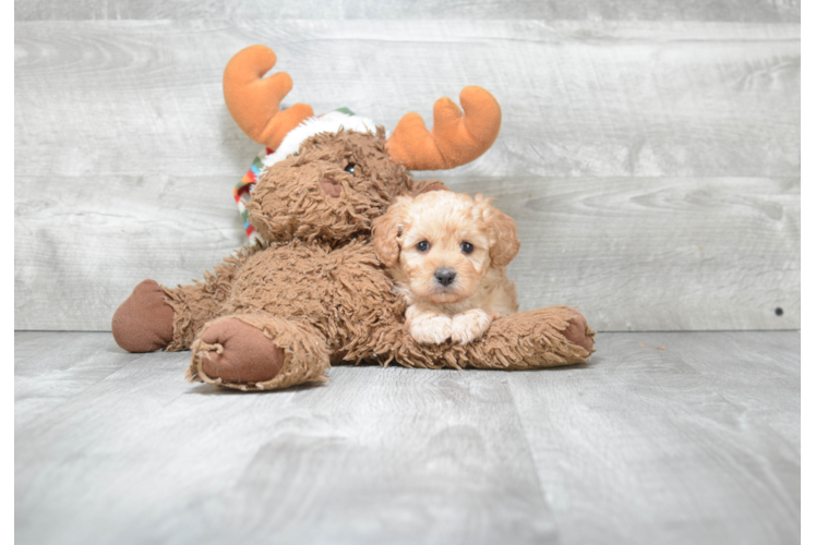 Energetic Cavoodle Poodle Mix Puppy