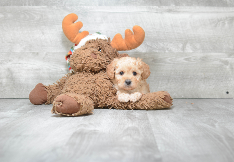 Energetic Cavoodle Poodle Mix Puppy