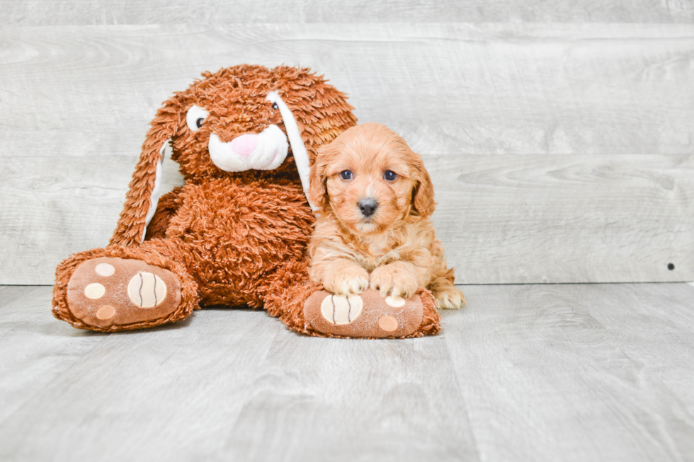 Cavapoo Pup Being Cute