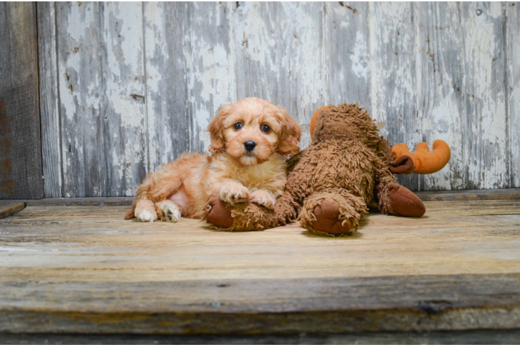 Cavapoo Pup Being Cute