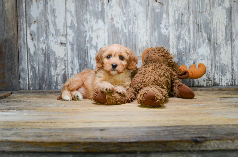 Cavapoo Pup Being Cute