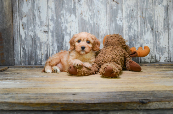 Cavapoo Pup Being Cute