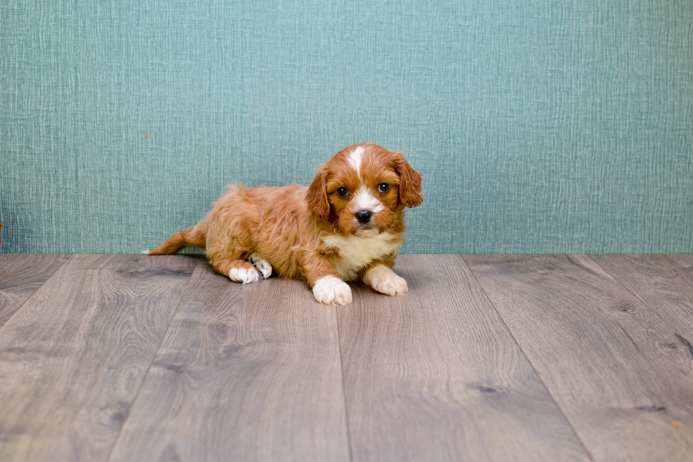 Happy Cavapoo Baby