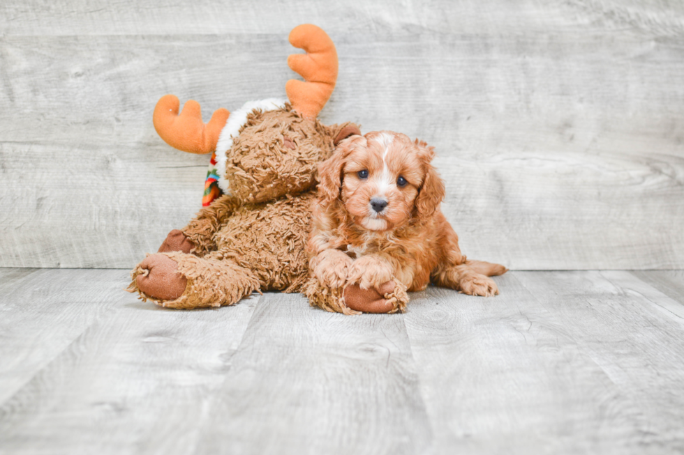 Cute Cavapoo Baby