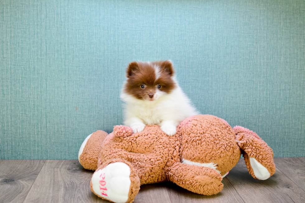 Friendly Pomeranian Purebred Pup