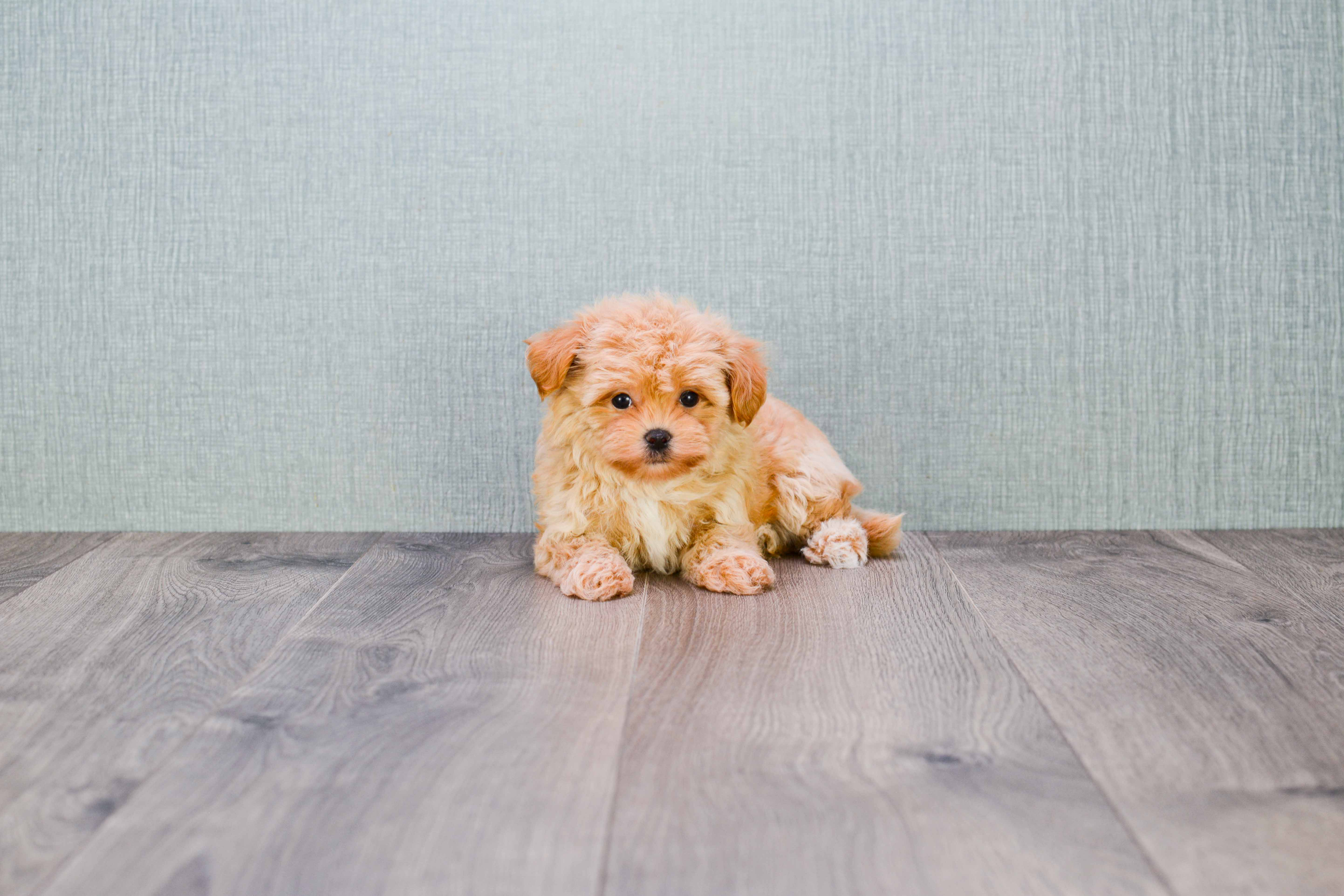 Playful Maltese Poodle Poodle Mix Puppy