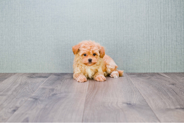 Playful Maltese Poodle Poodle Mix Puppy