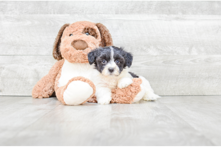 Havanese Pup Being Cute