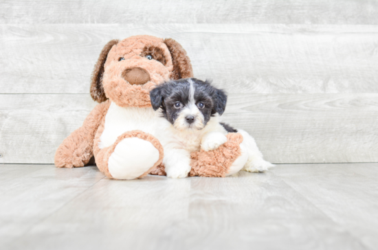 Havanese Pup Being Cute