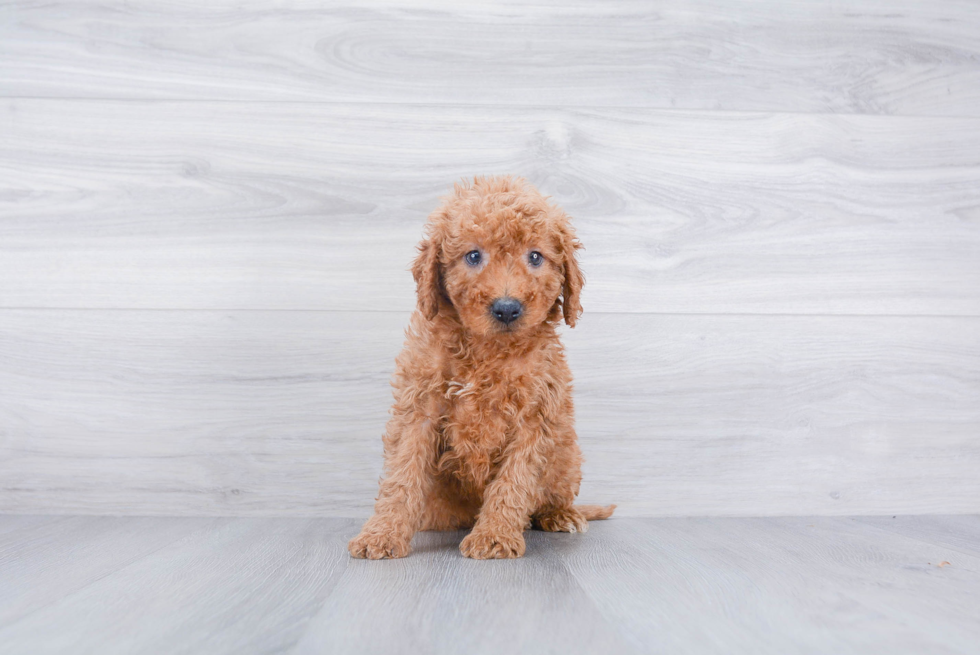 Adorable Golden Retriever Poodle Mix Puppy