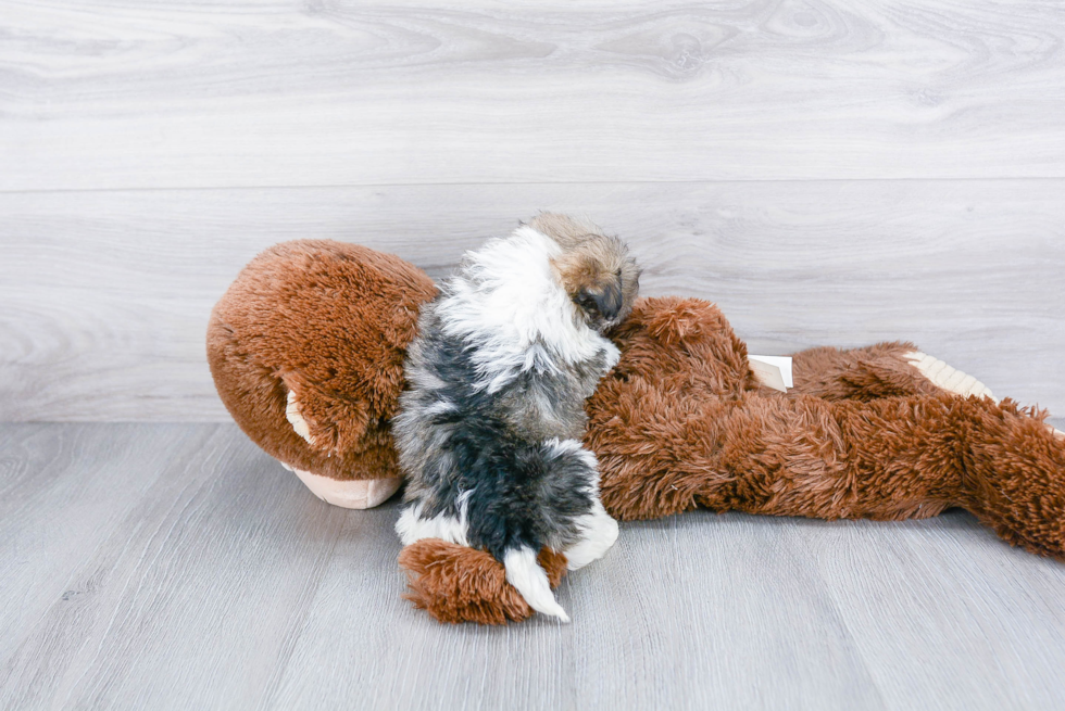 Fluffy Havanese Purebred Puppy