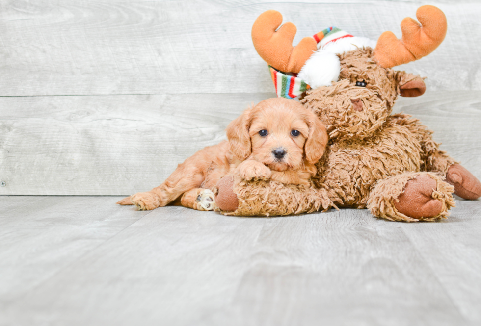 Smart Cavapoo Poodle Mix Pup