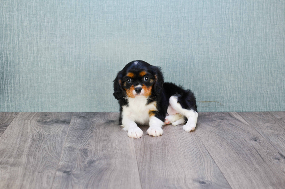 Best Cavalier King Charles Spaniel Baby