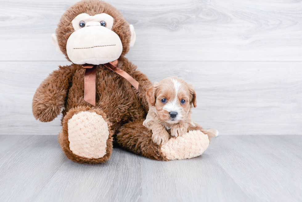 Funny Cavapoo Poodle Mix Pup