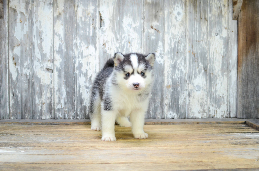 Hypoallergenic Mini Husky Designer Puppy