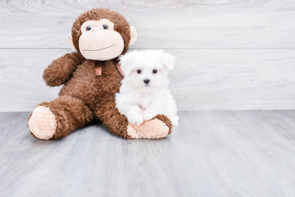 Little Maltese Baby