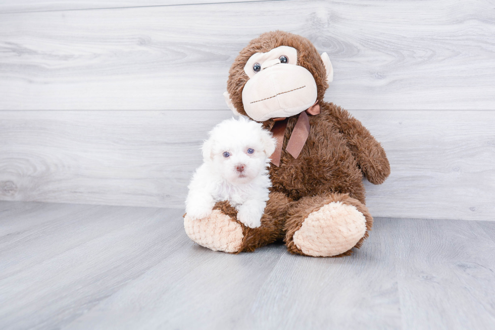 Havanese Pup Being Cute