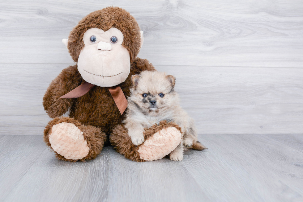 Pomeranian Puppy for Adoption