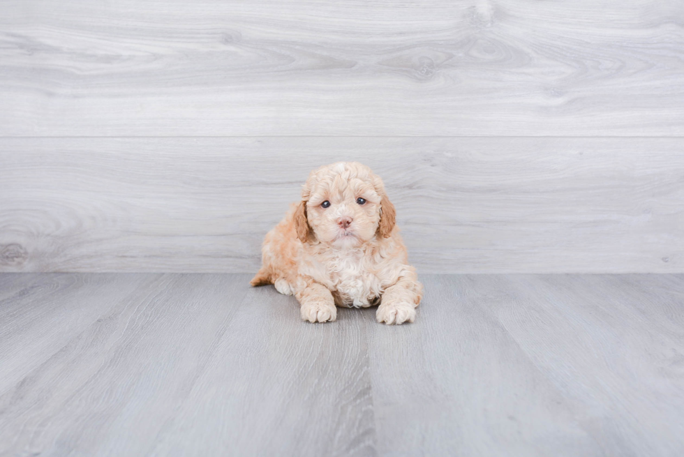 Friendly Mini Goldendoodle Baby