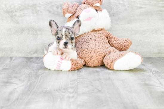 French Bulldog Puppy for Adoption